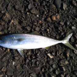 エギングがダメだったので